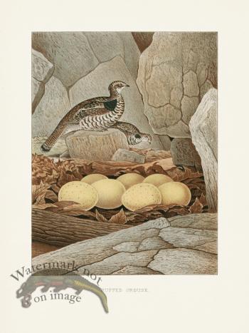 Thomas Gentry Bird 07